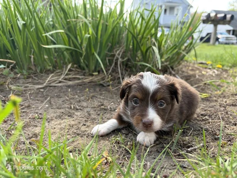 Lizzy – Miniature Australian Shepherd puppy for sale in Terryville, CT