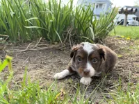 Lizzy, a female Miniature Australian Shepherd for sale in Terryville, CT – 2 of 9
