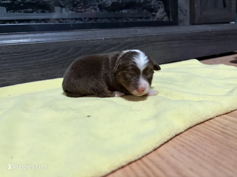 Lizzy – Miniature Australian Shepherd puppy for sale in Terryville, CT