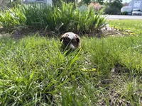 Lizzy, a female Miniature Australian Shepherd for sale in Terryville, CT – 8 of 9
