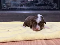 Lizzy, a female Miniature Australian Shepherd for sale in Terryville, CT – Photo 2 of 3