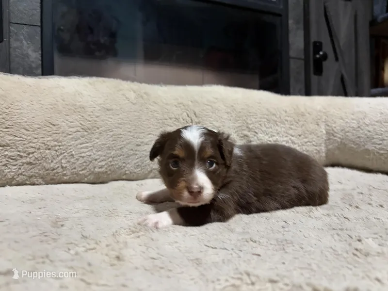 Lizzy – Miniature Australian Shepherd puppy for sale in Terryville, CT