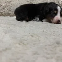 Edmond , a male Australian Shepherd for sale in Terryville, CT – Photo 3 of 4