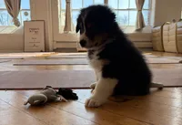 Edmond , a male Australian Shepherd for sale in Terryville, CT – Photo 1 of 4