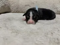 Edmond , a male Australian Shepherd for sale in Terryville, CT – Photo 2 of 3