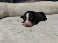 Edmond , a male Australian Shepherd for sale in Terryville, CT – Photo 1 of 3