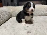 Edmond , a male Australian Shepherd for sale in Terryville, CT – Photo 4 of 4