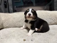 Edmond , a male Australian Shepherd for sale in Terryville, CT – Photo 2 of 4