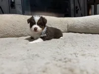 Clyde , a male Miniature Australian Shepherd for sale in Terryville, CT – 5 of 6