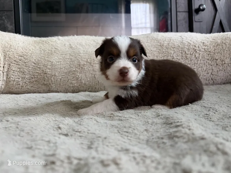 Clyde  – Miniature Australian Shepherd puppy for sale in Terryville, CT