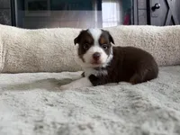 Clyde , a male Miniature Australian Shepherd for sale in Terryville, CT – 2 of 6