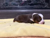 Clyde , a male Miniature Australian Shepherd for sale in Terryville, CT – Photo 3 of 3