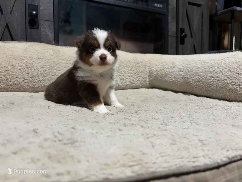Clyde  – Miniature Australian Shepherd puppy for sale in Terryville, CT