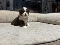 Clyde , a male Miniature Australian Shepherd for sale in Terryville, CT – 1 of 6