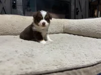 Clyde , a male Miniature Australian Shepherd for sale in Terryville, CT – 4 of 6