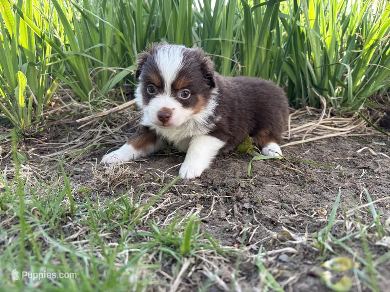 Clyde  – Miniature Australian Shepherd puppy for sale in Terryville, CT