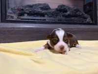 Clyde , a male Miniature Australian Shepherd for sale in Terryville, CT – Photo 2 of 3