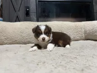 Clyde , a male Miniature Australian Shepherd for sale in Terryville, CT – 6 of 6