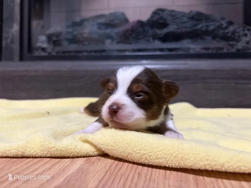 Clyde  – Miniature Australian Shepherd puppy for sale in Terryville, CT