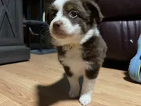 Lorena , a female Miniature Australian Shepherd for sale in Terryville, CT – 2 of 8