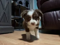 Lorena , a female Miniature Australian Shepherd for sale in Terryville, CT – 7 of 8