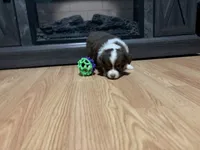 Mary, a female Miniature Australian Shepherd for sale in Terryville, CT – 7 of 10