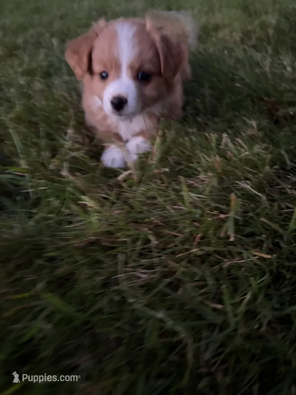 Jojo (has tail)  – Miniature Australian Shepherd puppy for sale in Terryville, CT