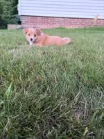 Rosie (has tail) , a female Miniature Australian Shepherd for sale in Terryville, CT – 3 of 3