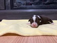 Mary, a female Miniature Australian Shepherd for sale in Terryville, CT – Photo 3 of 3