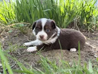 Mary, a female Miniature Australian Shepherd for sale in Terryville, CT – 3 of 10