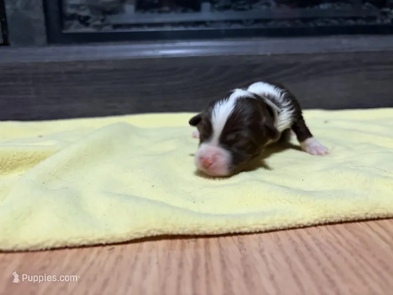 Mary – Miniature Australian Shepherd puppy for sale in Terryville, CT