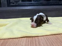 Mary, a female Miniature Australian Shepherd for sale in Terryville, CT – Photo 1 of 3