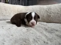 Mary, a female Miniature Australian Shepherd for sale in Terryville, CT – 2 of 7