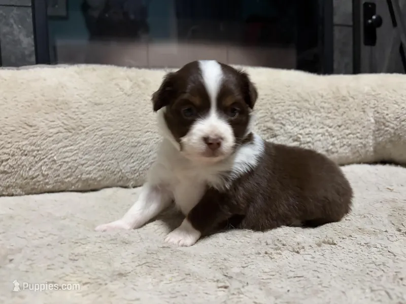 Mary – Miniature Australian Shepherd puppy for sale in Terryville, CT