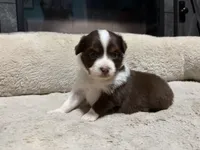 Mary, a female Miniature Australian Shepherd for sale in Terryville, CT – 1 of 7