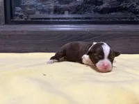 Mary, a female Miniature Australian Shepherd for sale in Terryville, CT – Photo 2 of 3