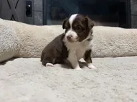 Mary, a female Miniature Australian Shepherd for sale in Terryville, CT – 6 of 7