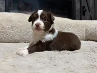 Mary, a female Miniature Australian Shepherd for sale in Terryville, CT – 5 of 7