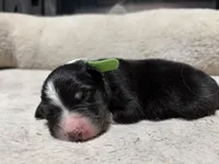 Peter , a male Australian Shepherd for sale in Terryville, CT – Photo 2 of 3