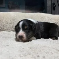 Peter , a male Australian Shepherd for sale in Terryville, CT – Photo 3 of 4