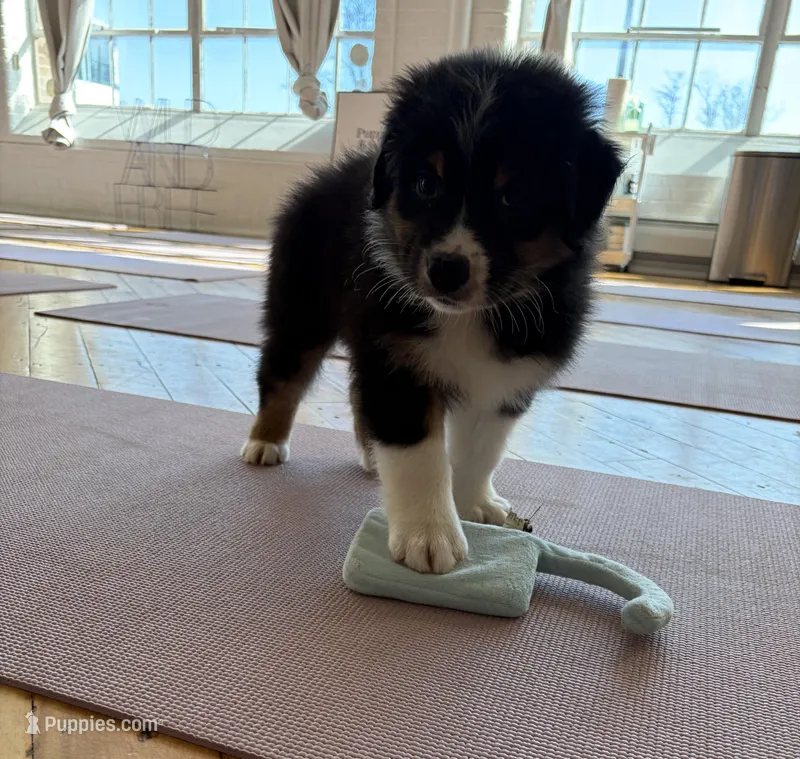 Peter  – Australian Shepherd puppy for sale in Terryville, CT