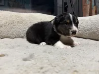 Peter , a male Australian Shepherd for sale in Terryville, CT – Photo 4 of 4