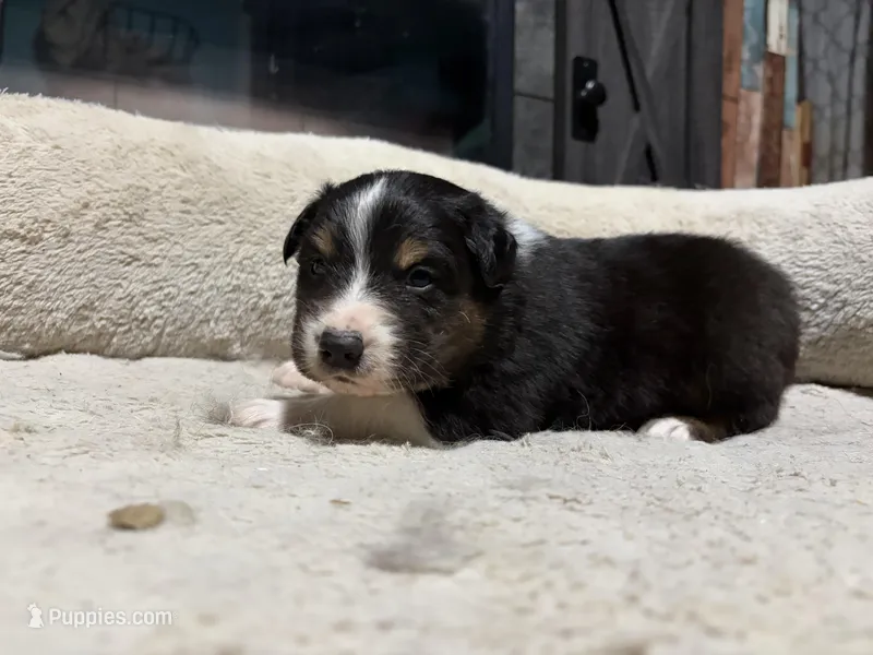 Peter  – Australian Shepherd puppy for sale in Terryville, CT