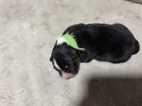 Peter , a male Australian Shepherd for sale in Terryville, CT – Photo 3 of 3