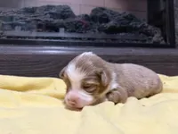 Griselda , a female Miniature Australian Shepherd for sale in Terryville, CT – Photo 2 of 3