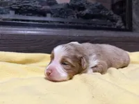 Griselda , a female Miniature Australian Shepherd for sale in Terryville, CT – Photo 1 of 3