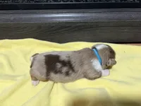 Griselda , a female Miniature Australian Shepherd for sale in Terryville, CT – Photo 3 of 3