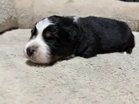 Kristoff , a male Australian Shepherd for sale in Terryville, CT – Photo 3 of 5