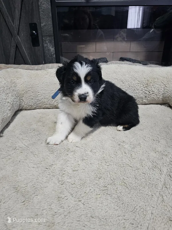 Kristoff  – Australian Shepherd puppy for sale in Terryville, CT