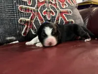 Kristoff , a male Australian Shepherd for sale in Terryville, CT – Photo 1 of 5